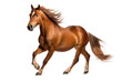 Braunes Pferd isoliert auf einem transparenten (PNG) oder weißen Hintergrund. KI-generierter Inhalt.