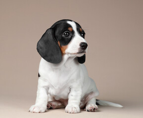 Wall Mural - Cute little dachshund puppy on a beige background