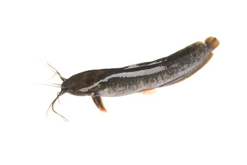 Catfish isolated on transparent background..