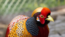 A Wide-angle And Close-up Front View Of A Colorful Golden Pheasant Looking Straight At The Camera