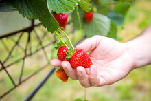 Hand Of Man Picking Strawberry From Plant In Plantation