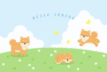 spring vector background with shiba dogs on a green field for banners, cards, flyers, social media w