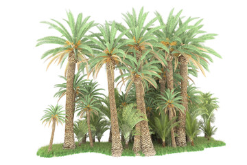  Tropical forest isolated on transparent background. 3d rendering - illustration