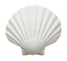 Close Up Of Ocean Shell, Png, Cut Out, Without Background
