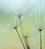 Fototapeta Dmuchawce - dandelion seeds 