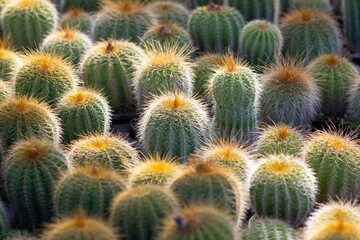 cactus garden on the farm hobby and leisure activities for another form of happiness