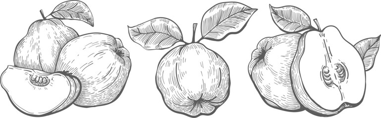 Wall Mural - quince sketch drawings