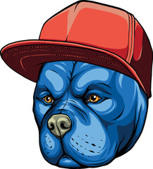 Sticker - vector illustration of Pitbull dog in cap.