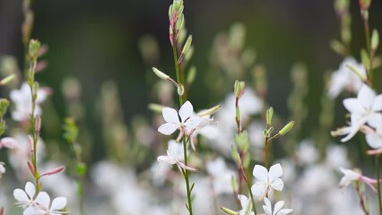 Poster - Whirling butterflies Gaura white flowers blooming in a garden, spring gaur lindheimeri, macro, dreamy inflorescence in a romantic country cottage garden, closeup. Slow motion