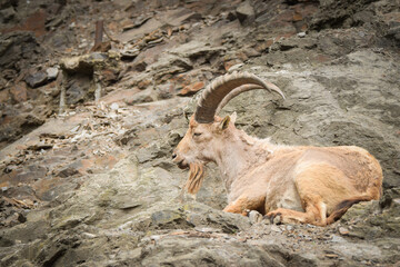 Wall Mural - Goat is laying on the rock in the zoo near to the fence. They have not place for living.