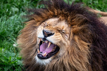 African Lion Roaring With Open Mouth
