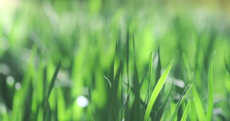 Wall Mural - fresh green grass static 4k video, close up. bright juicy grass on blurred vivid green natural backg