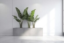 Blank Clean White Wall, Green Tropical Banana Tree In Concrete Pot On Gray Granite Floor, AI Generated