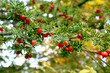 Yew Tree (Taxus Cuspidata) with berries. Bright autumn view of a beautiful plant with green needles and red fruits.
