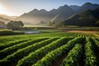 Organic Lettuce Field Sustainable Farming Amidst Morning Mountainscape, Generative AI