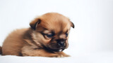Fototapeta Psy - cute puppy on white background created with Generative AI
