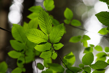 Canvas Print - bright green leaves summer nature background