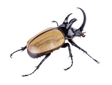Big Horned Beetle On Transparent Png