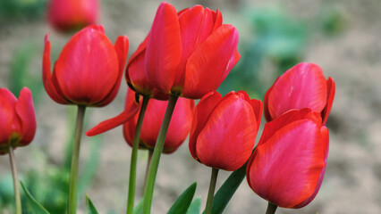 Wall Mural - bunch of red tulips on a sunny day. warm april day