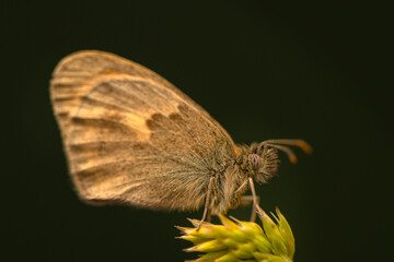 Macro shots, Beautiful nature scene. Closeup beautiful butterfly sitting on the flower in a summer garden.