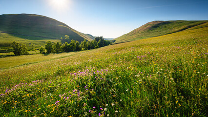 Wall Mural - barrowburn hay meadows looking up coquetdale. the upland hay meadows of northumberland national park