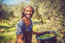Junger Mann Mit Bart In Einem Overall Bei Der Olivenernte In Einer Olivenplantage Im Sonnenschein. Generative AI