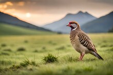 Couple Of Chukar In The Forest