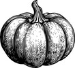 Illustration of a pumpkin in engraving style.