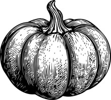 Illustration Of A Pumpkin In Engraving Style.