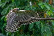 A light morph changeable hawk eagle nisaetus cirrhatus, natural bokeh background 