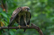 A light morph changeable hawk eagle nisaetus cirrhatus, natural bokeh background 