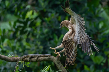a light morph changeable hawk eagle nisaetus cirrhatus, natural bokeh background