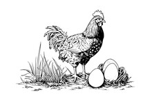 Chicken Or Hen Is Hatching Eggs Drawn In Vintage Engraving  Style Vector Illustration