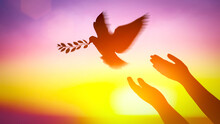 Silhouette Pigeon Flying Carry Olive Branch Two Hands In Air Vibrant Sunlight Sunset Sunrise Background. Freedom Making Merit Concept. Animal People Hope Pray Holy Faith. International Day Of Peace.