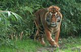 Fototapeta Zwierzęta - tiger in the zoo