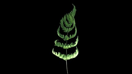 Wall Mural - Time lapse of drying Fern leaf in RGB + ALPHA matte format isolated on black background
