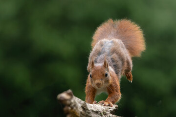 Wall Mural - Eurasian red squirrel (Sciurus vulgaris) jumping in the forest of Noord Brabant in the Netherlands. Green background