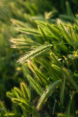 Wall Mural - Green spikelets of wheat scatter with a blurred background.