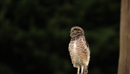 Wall Mural - Photograph of a Burrowing owl. 