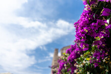 Purple Bougainvillea Flower Against Blue Sky
