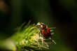 Invasive Japanese Beetle Popillia japonica on plant stem - macro close up copy space Arlington Virginia Non-Native Introduced