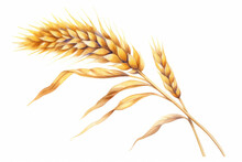 Watercolor Wheat Ears On White Background. Generative Ai Illustration Of Gold Wheat Ear