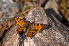 Comma Butterfly - Polygonia C-album, Beautiful Brushfoot Butterfly From European Fields And Meadows, Kaajani, Finland.