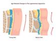 Aging process and face skin ligaments loosening. Close-up skin