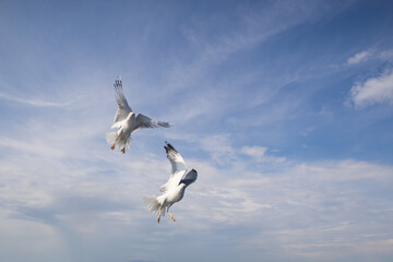 Wall Mural - Seagull - Larus marinus flies through the air with outstretched wings. Blue sky. The harbor in the background.