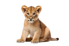 A Lion Cub Isolated On White Transparent Background