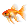 goldfish isolated on white transparent background