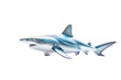 Silver Shark fish. Transparent background. generative AI
