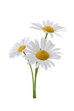 Chamomile Flower Bouquet Isolated On Transparent Background. Daisy Flower, Medical Plant. Chamomile Flower For Your Design.