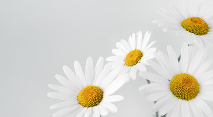 Wall Mural - Chamomile flower on white background. Daisy flower, medical plant wallpaper. Chamomile flower background with copy space.